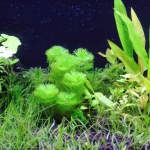 植栽から16日目（トリミングから3日目）　カボンバ
